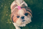 狗