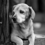 狗