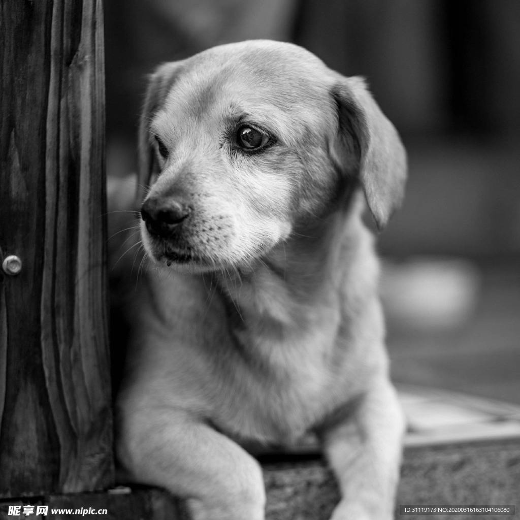 狗