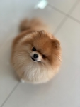 狗