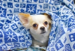 狗