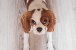 狗