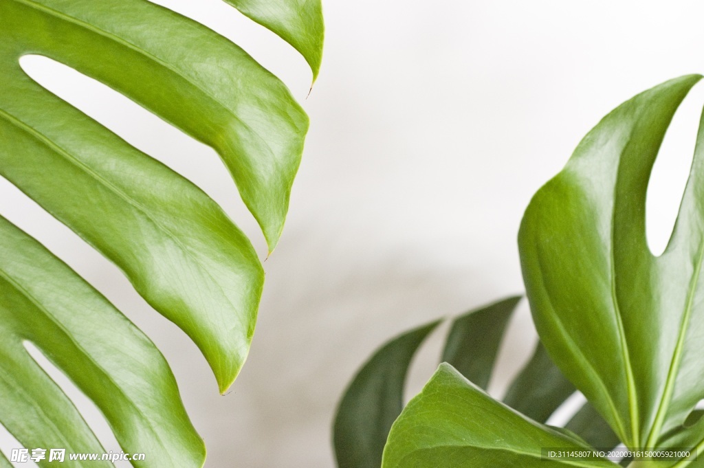植物叶子