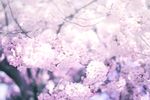 花朵