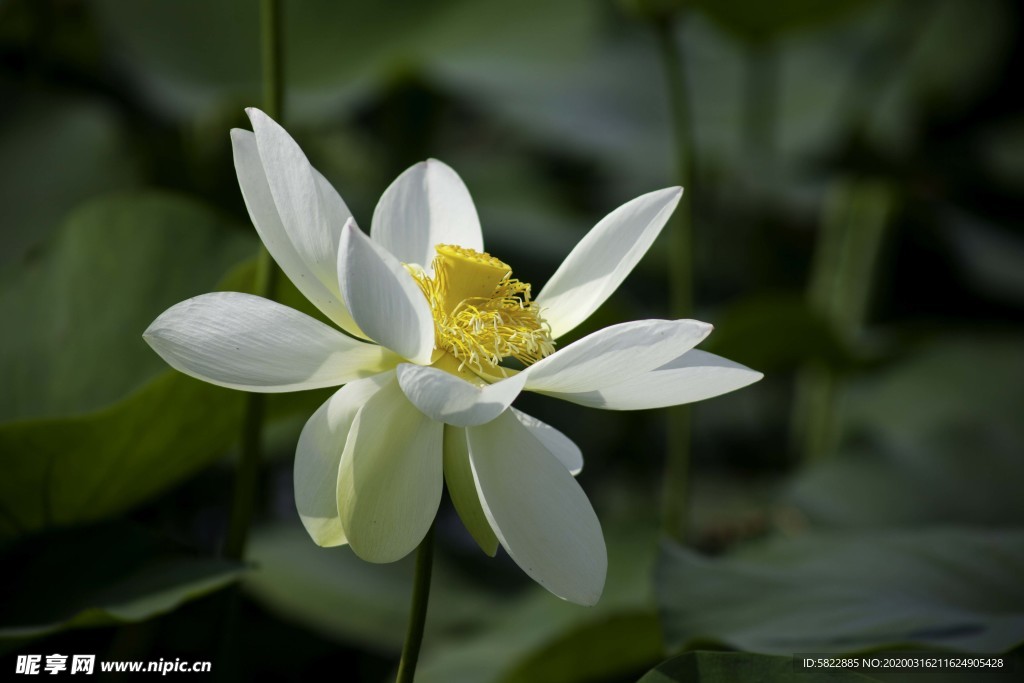 高风亮节