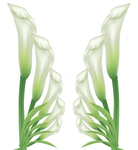 百合花