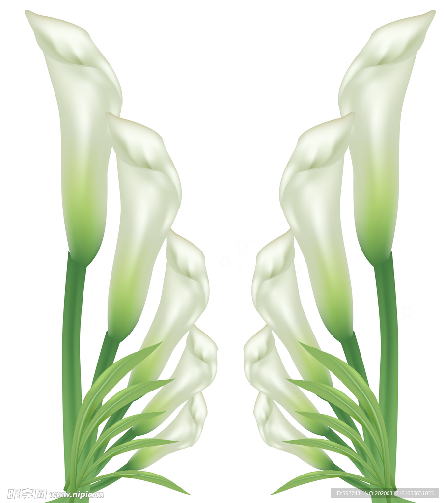 百合花