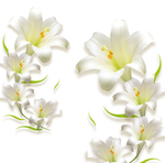百合花