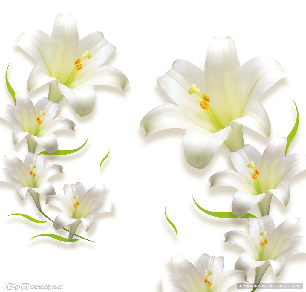 百合花