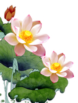 荷花