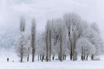 白雪皑皑小树林景色