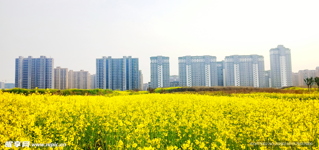 油菜花