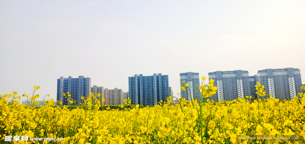 油菜花