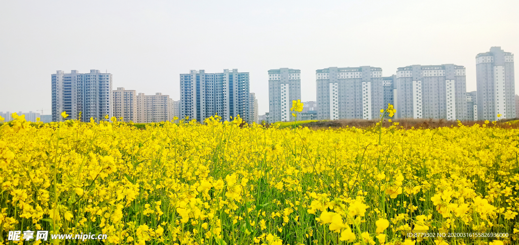 油菜花