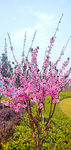 梅花树