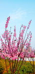 梅花树