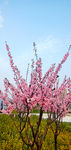 梅花树
