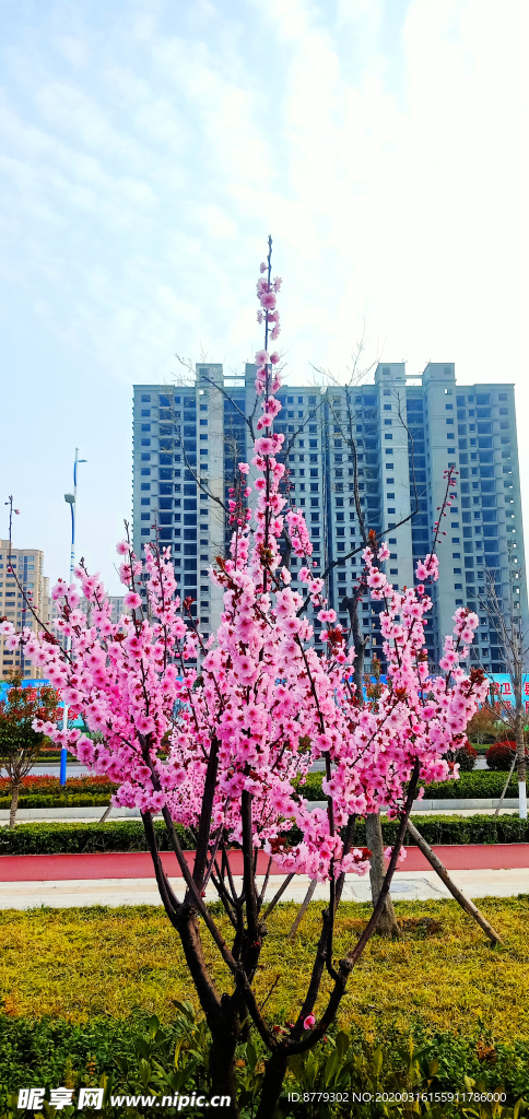 梅花树