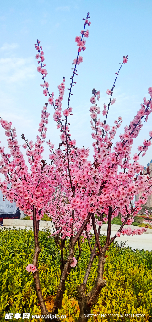 梅花树