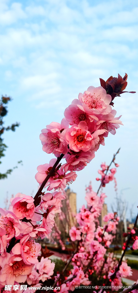 梅花图片