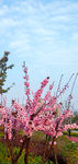 梅花树