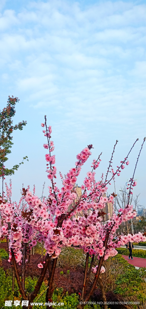 梅花树