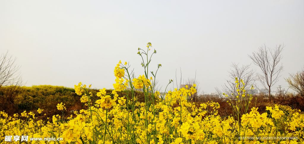 油菜花