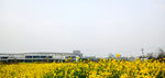 油菜花图片