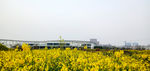 蓝天油菜花图片