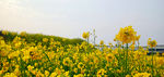 蓝天油菜花图片