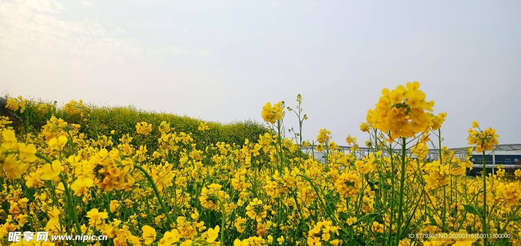 蓝天油菜花图片