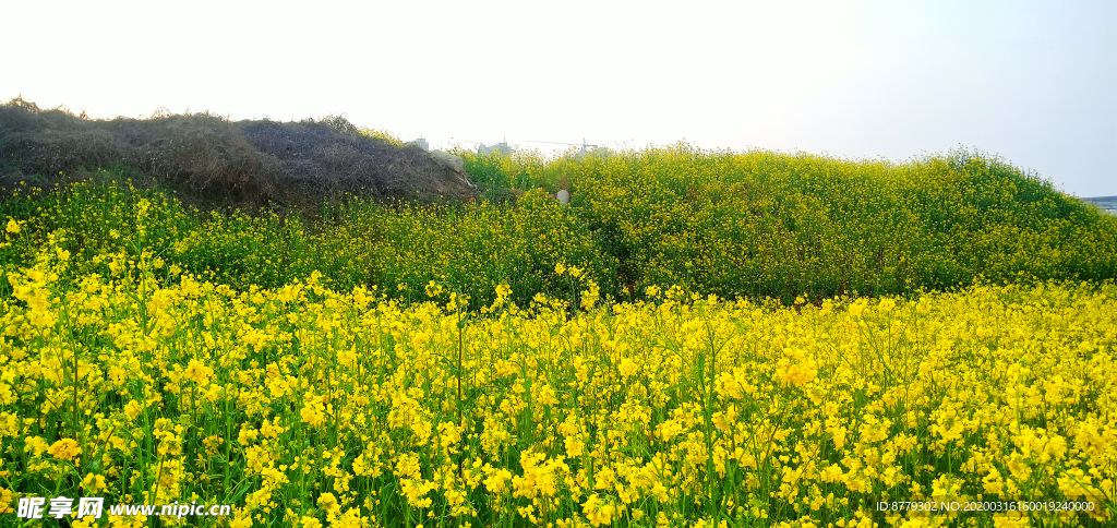 蓝天油菜花图片