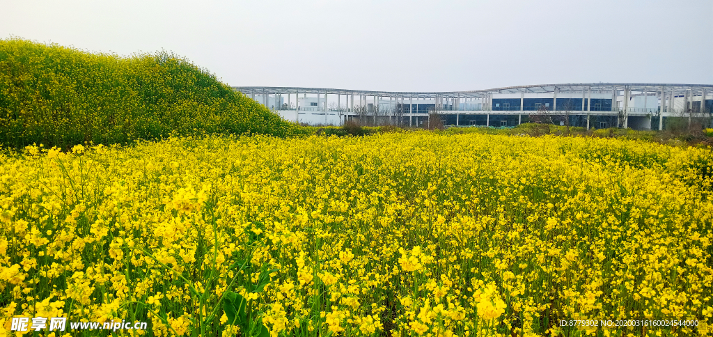 蓝天油菜花图片