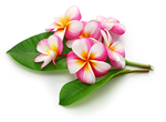 带绿叶的粉色鸡蛋花
