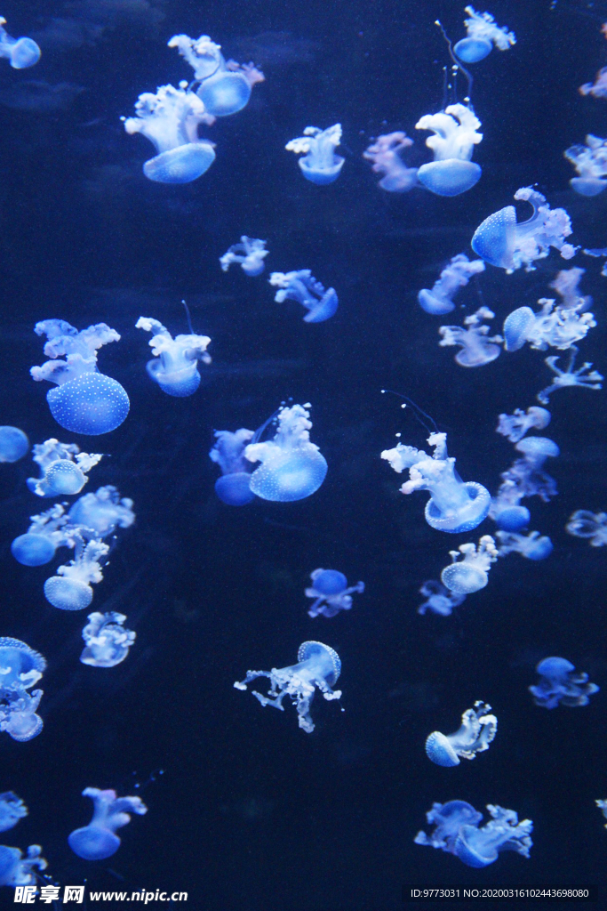 水母