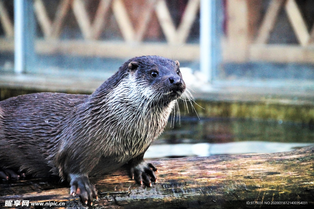 水獭