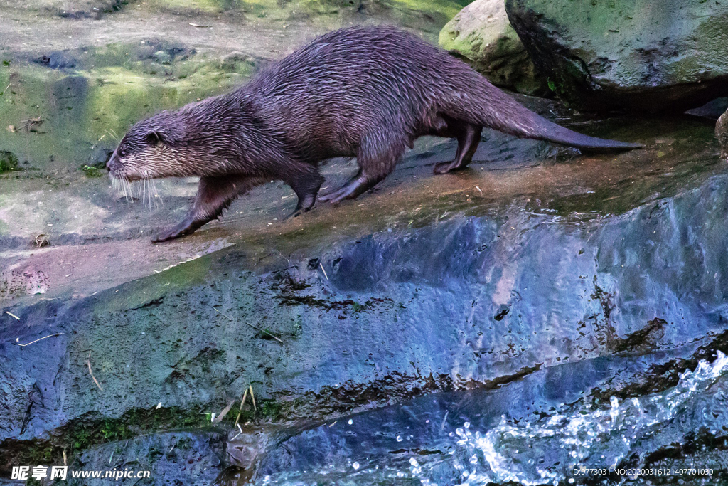 水獭