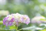 美丽的绣球花