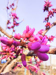 春花