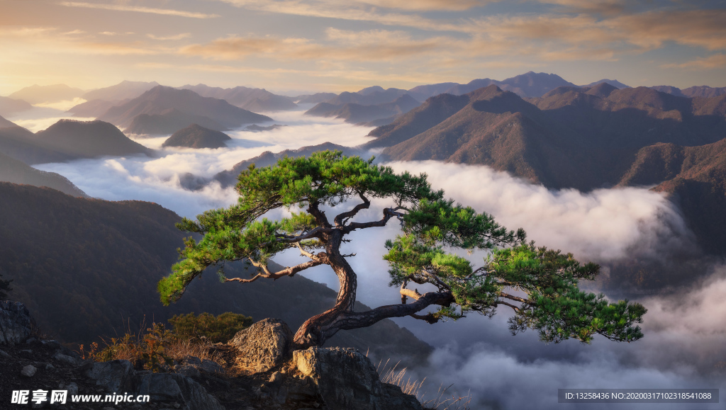 群山树木松树天空风景