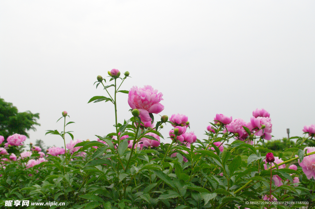 芍药花图片