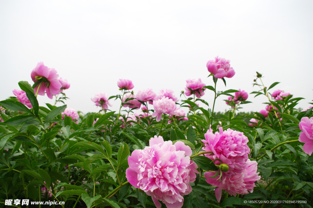 芍药花图片