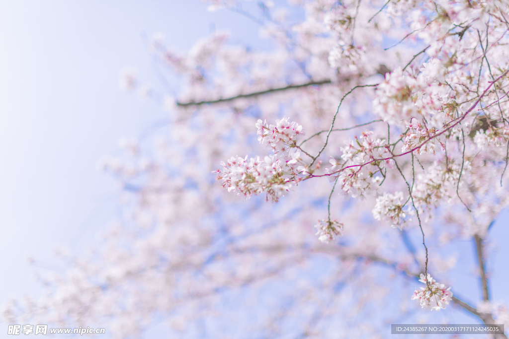 樱花