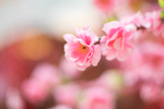 粉色樱花