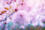 粉色樱花