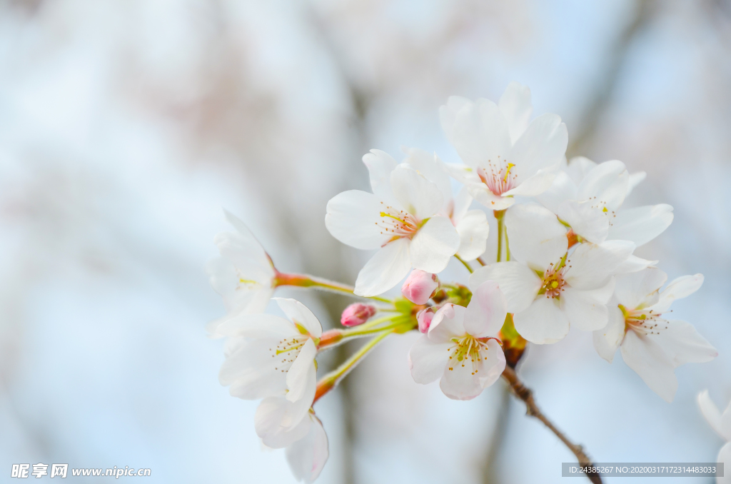 樱花