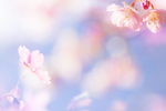 粉色樱花