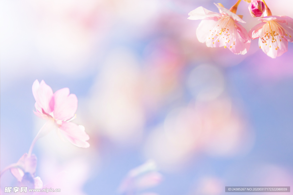 粉色樱花