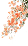 传统古风水墨花
