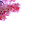 传统古风水墨花